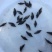 【桂花鱼苗】鳜鱼苗、优质鱼苗、大量出售、欢迎定购