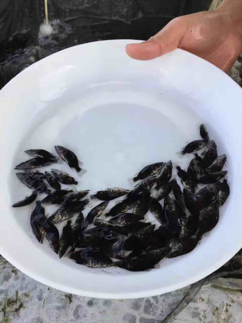 【桂花鱼苗】鳜鱼苗、优质鱼苗、大量出售、欢迎定购