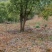 香樟多杆香樟每杆15公分供应
