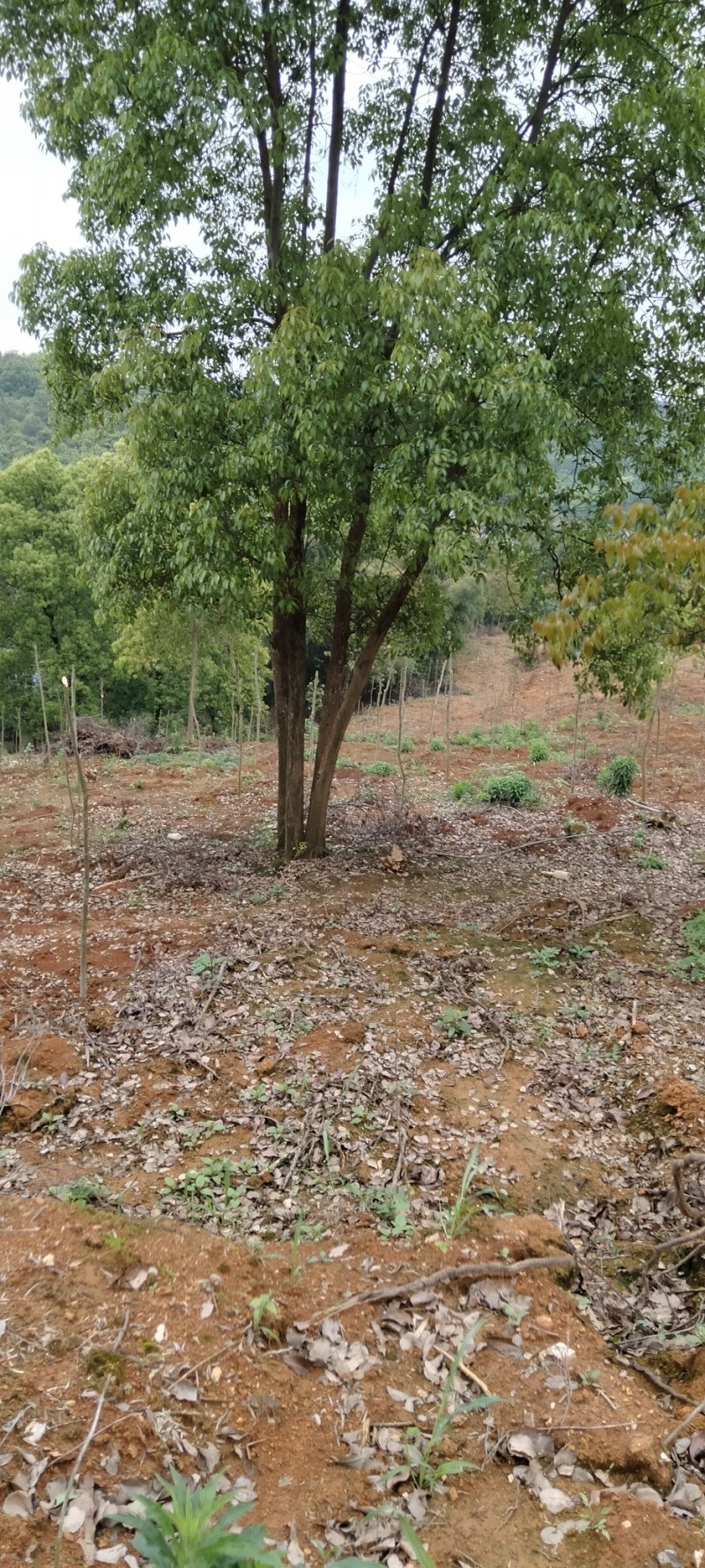 香樟多杆香樟每杆15公分供应