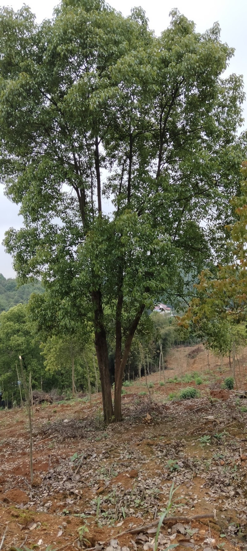 香樟多杆香樟每杆15公分供应