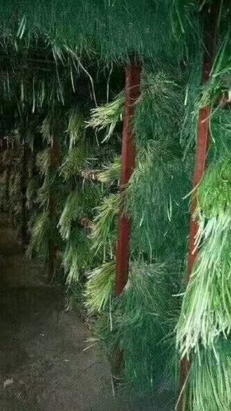 红帽蒜苔金乡蒜薹代收代存常年供应产地直发大量现货