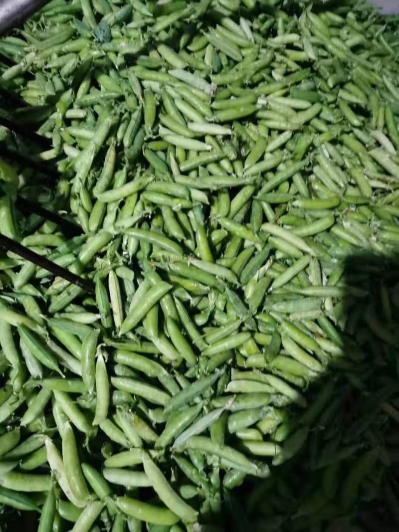 豌豆荚，长寿仁市场货大量供应有需要的老板可以联系我