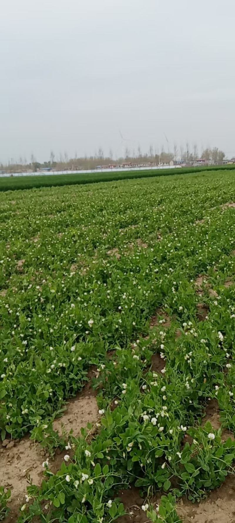 豌豆荚，长寿仁市场货大量供应有需要的老板可以联系我