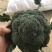 精品西兰花，大量上市，量大质优，品质优良
