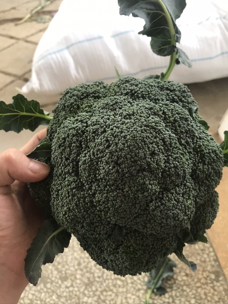 精品西兰花，大量上市，量大质优，品质优良