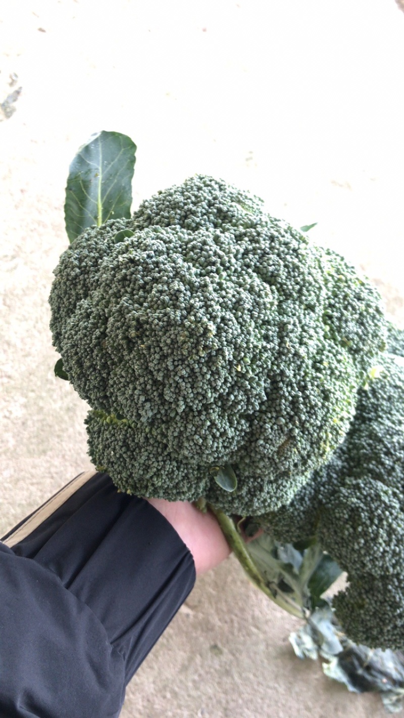 精品西兰花，大量上市，量大质优，品质优良