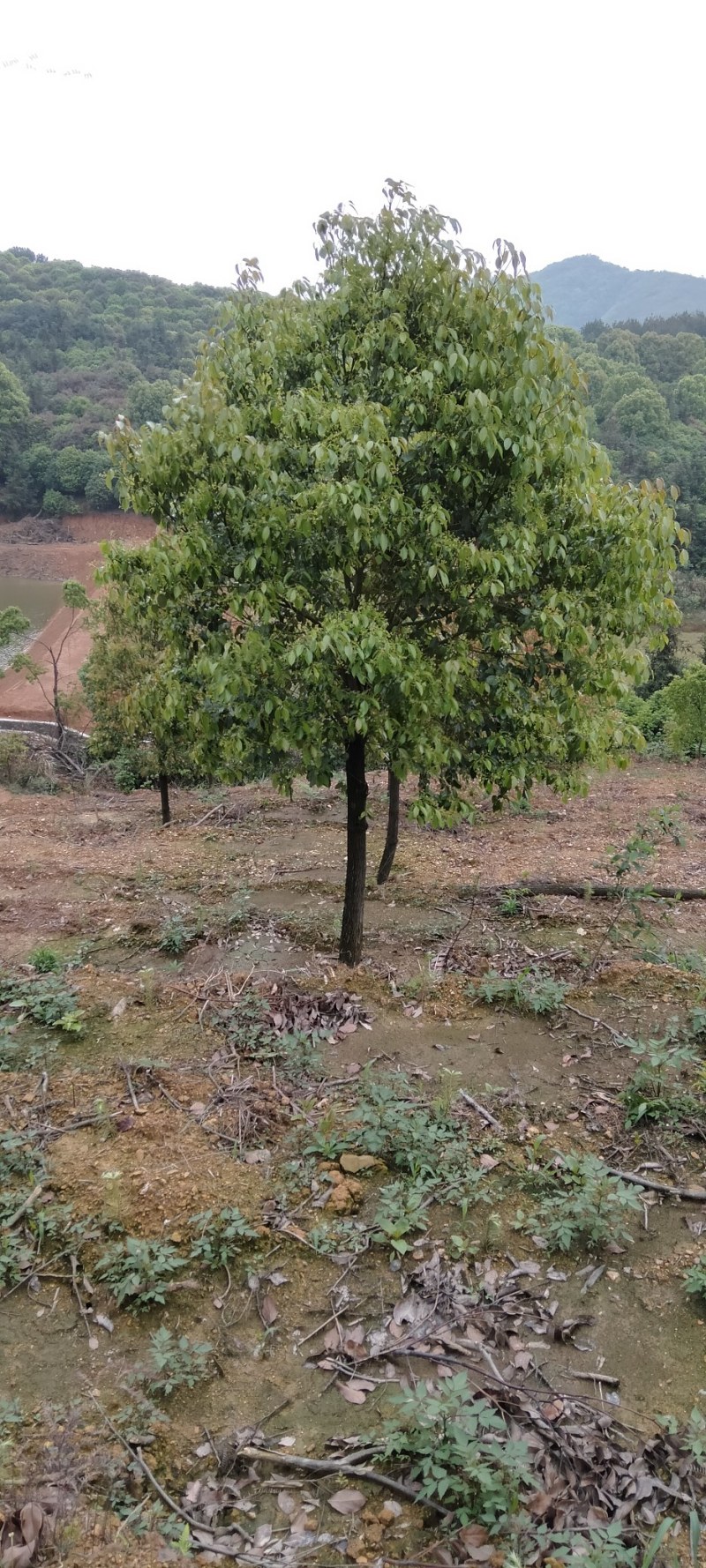 香樟10-15公分香樟江西大量供应