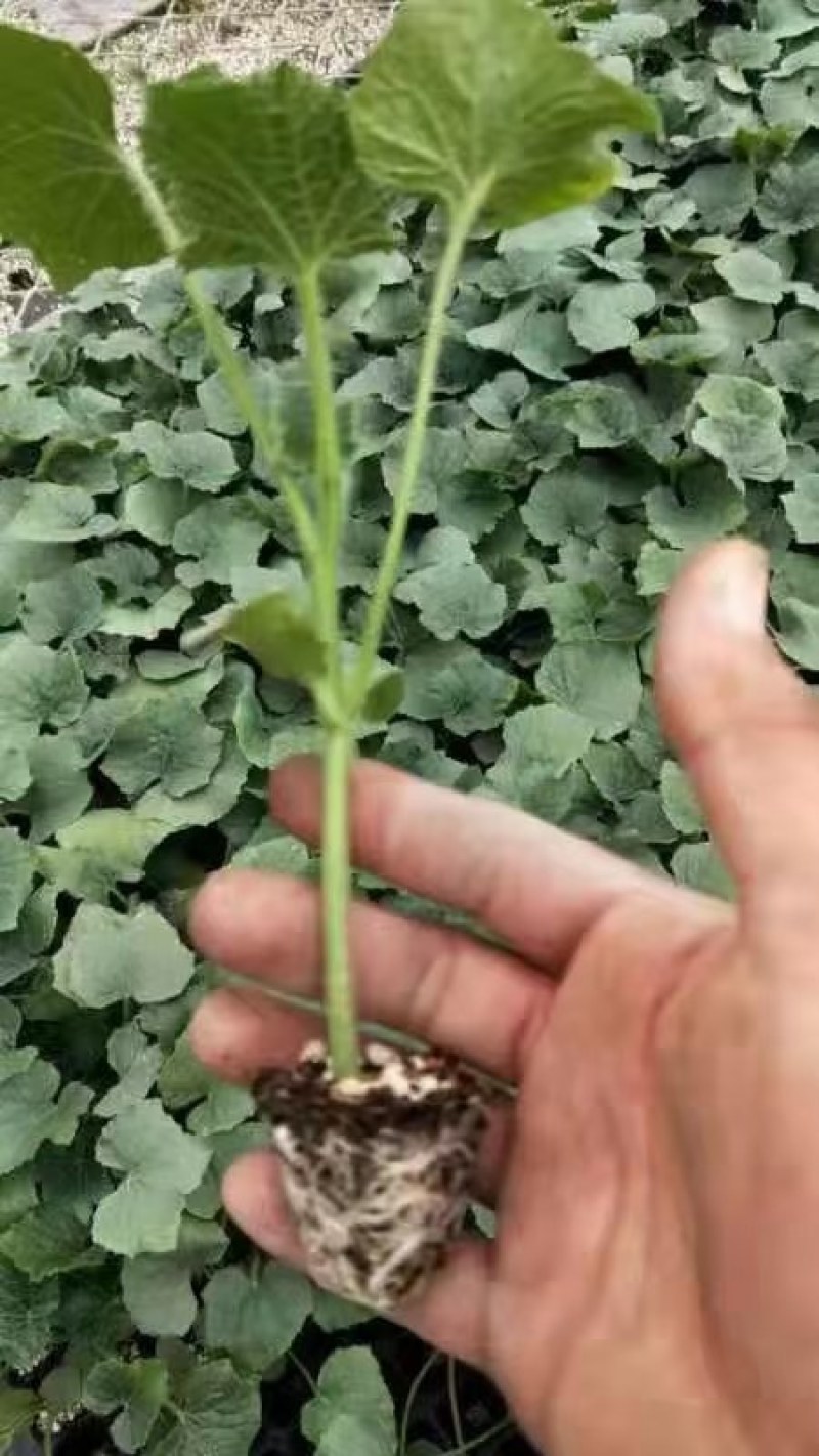 冬瓜苗黑皮大冬瓜苗绿皮小冬瓜苗露天栽青皮大冬瓜苗