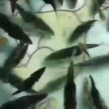桂鱼苗(鳜鱼苗，桂花鱼苗)洪湖本地养殖苗