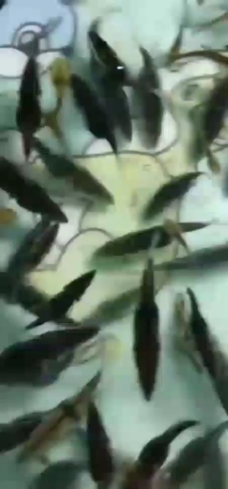 桂鱼苗(鳜鱼苗，桂花鱼苗)洪湖本地养殖苗