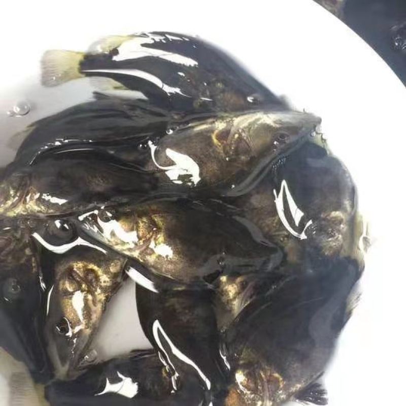 桂鱼苗(鳜鱼苗，桂花鱼苗)洪湖本地养殖苗