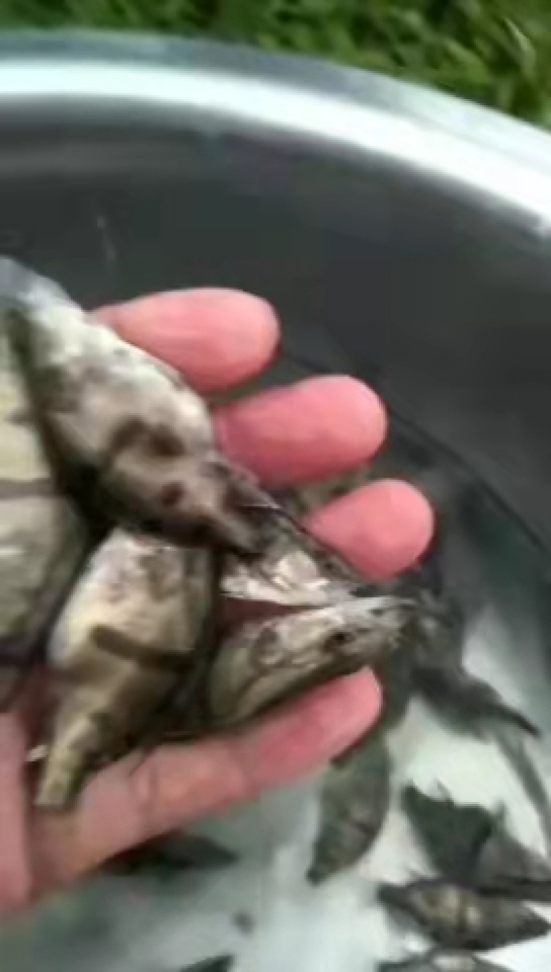 桂鱼苗(鳜鱼苗，桂花鱼苗)洪湖本地养殖苗