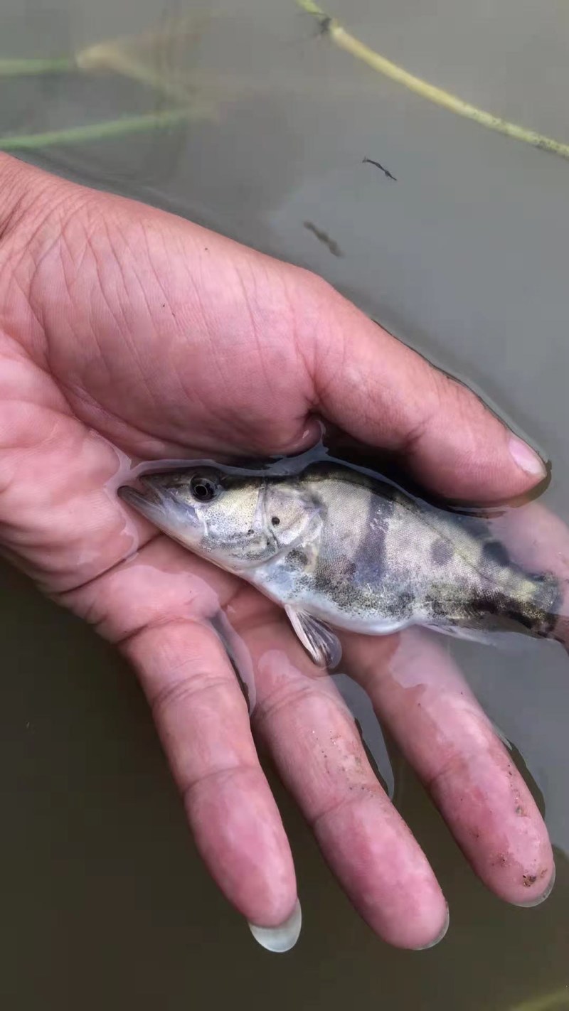 桂鱼苗(鳜鱼苗，桂花鱼苗)洪湖本地养殖苗