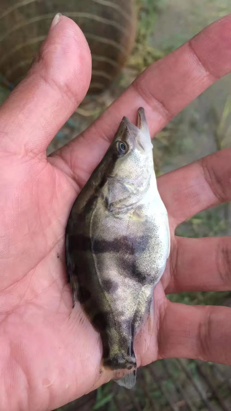 桂鱼苗(鳜鱼苗，桂花鱼苗)洪湖本地养殖苗