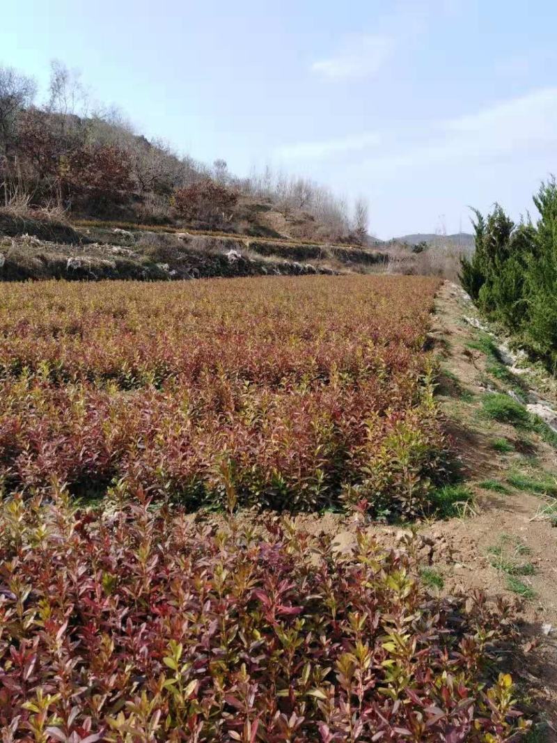 映山红小苗山东苗圃直发规格齐全质量保证提供技术指导