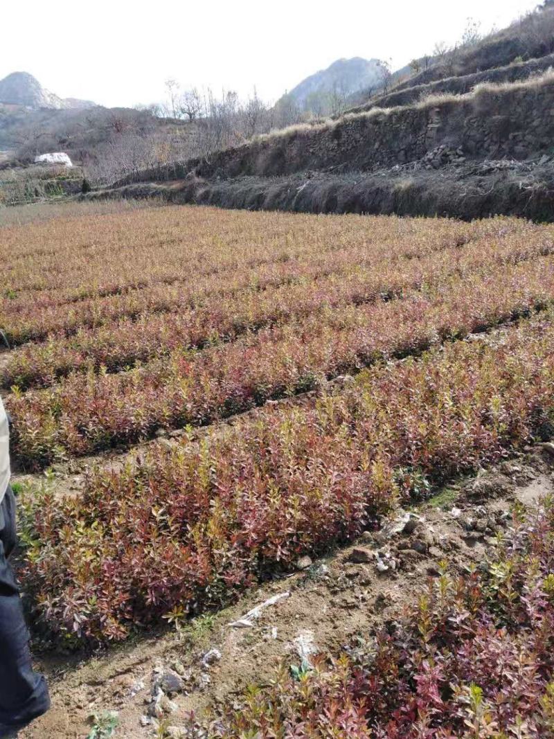 映山红小苗山东苗圃直发规格齐全质量保证提供技术指导