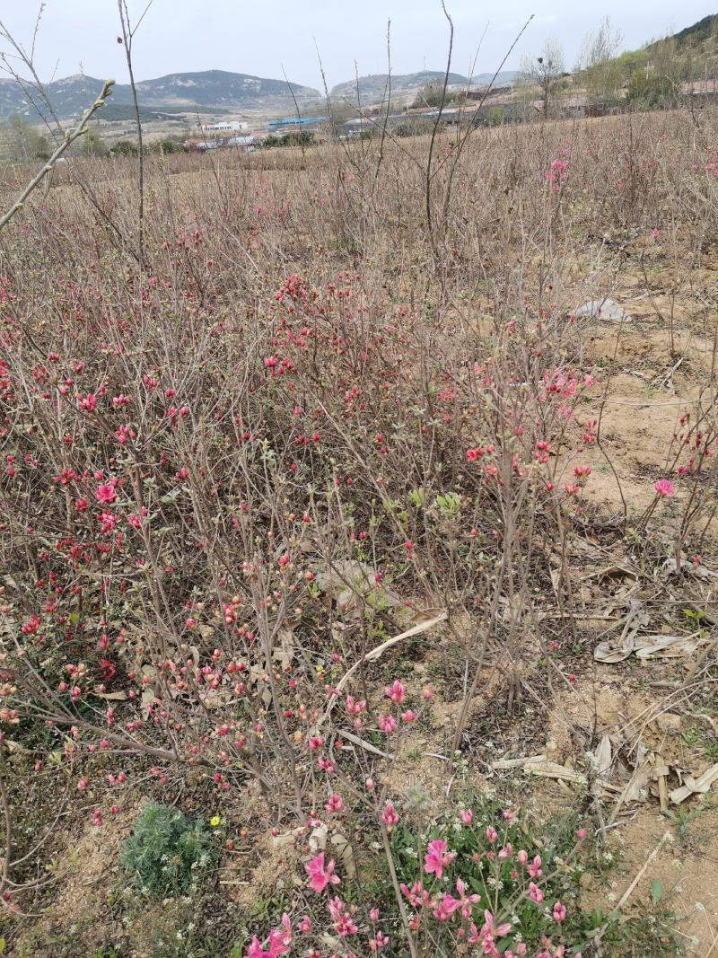 映山红小苗山东苗圃直发规格齐全质量保证提供技术指导