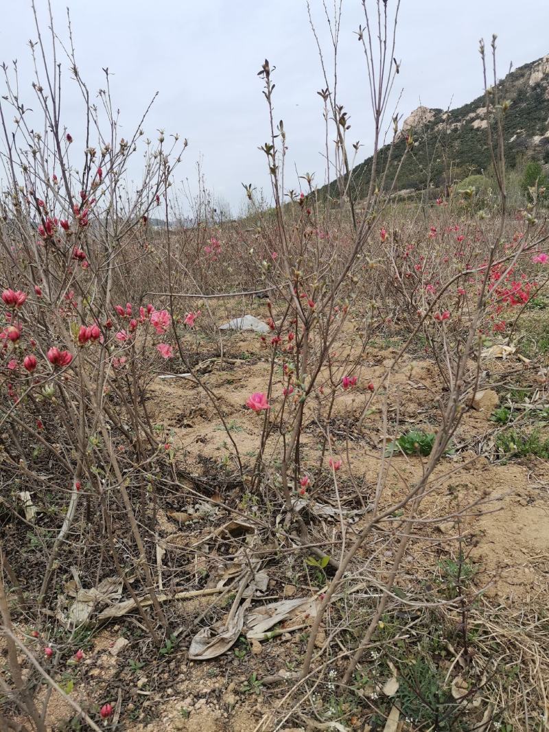 映山红小苗山东苗圃直发规格齐全质量保证提供技术指导