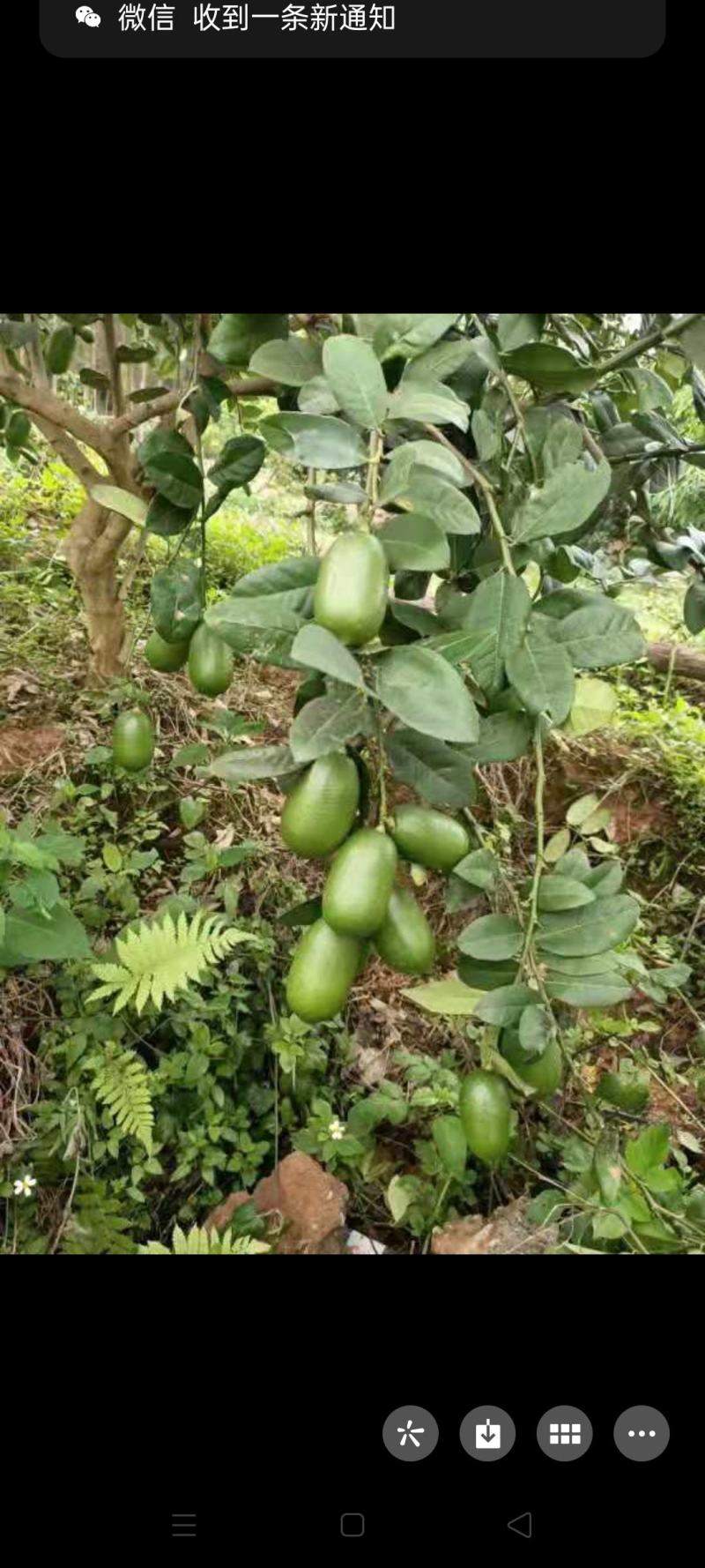 香水柠檬