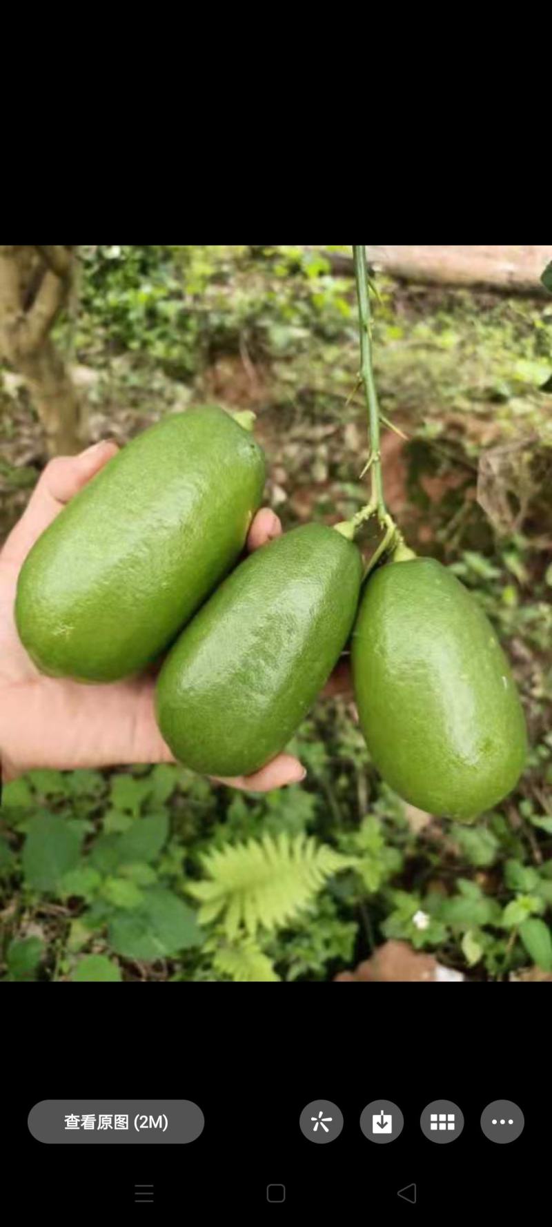 香水柠檬