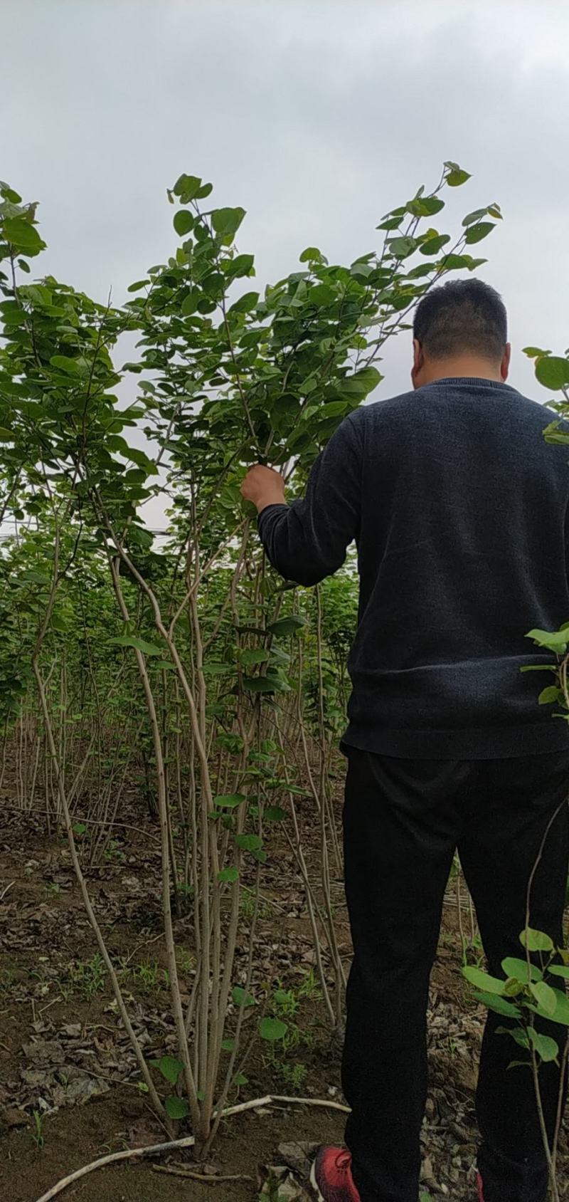 河南省鄢陵县精品原生丛生紫荆树形优美绿化用苗