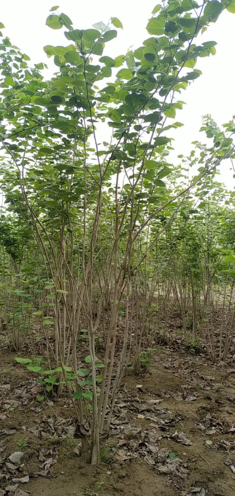 河南省鄢陵县精品原生丛生紫荆树形优美绿化用苗