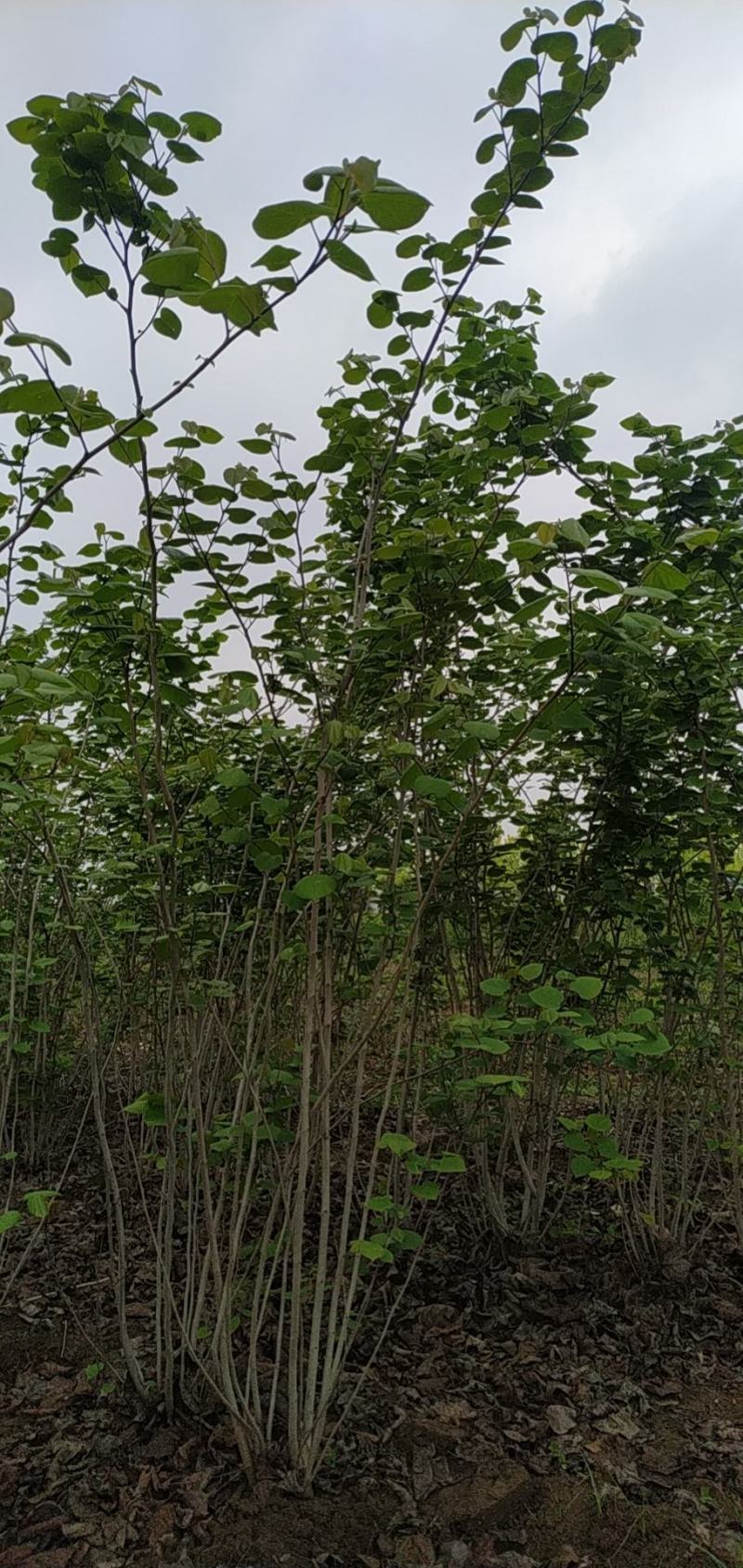 河南省鄢陵县精品原生丛生紫荆树形优美绿化用苗