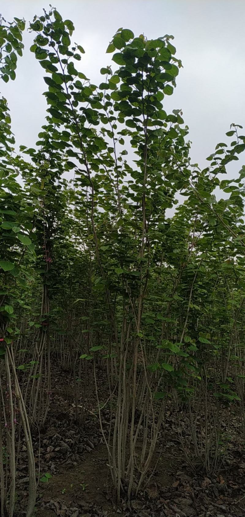 河南省鄢陵县精品原生丛生紫荆树形优美绿化用苗