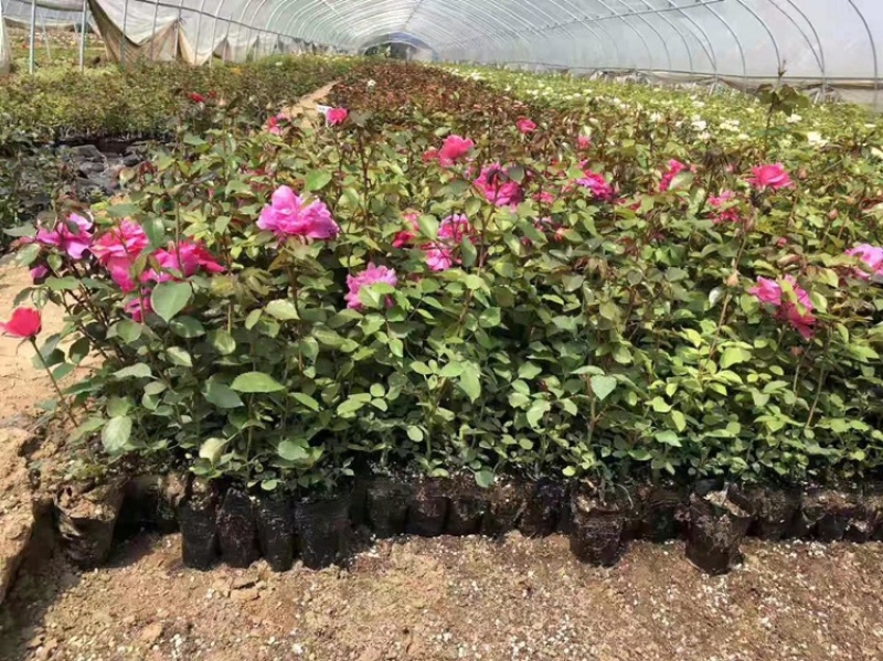 月季苗三角梅绣球苗，基地一手货源