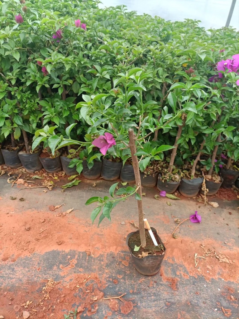 月季苗三角梅绣球苗，基地一手货源