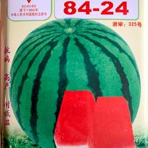 8424西瓜种子，红瓤汁多，味美爽口，不裂果，购买请联系
