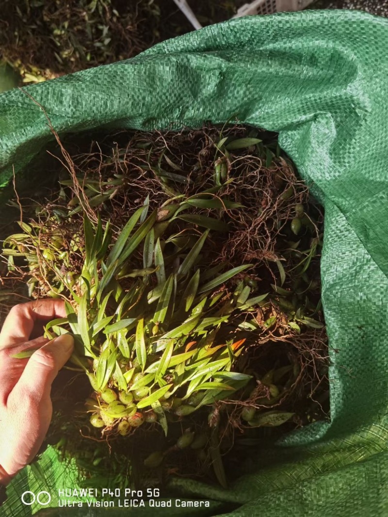 石橄榄双叶小果石仙桃石橄榄双叶小果