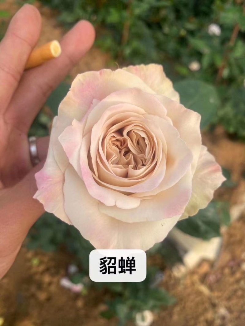 月季苗