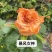 月季苗