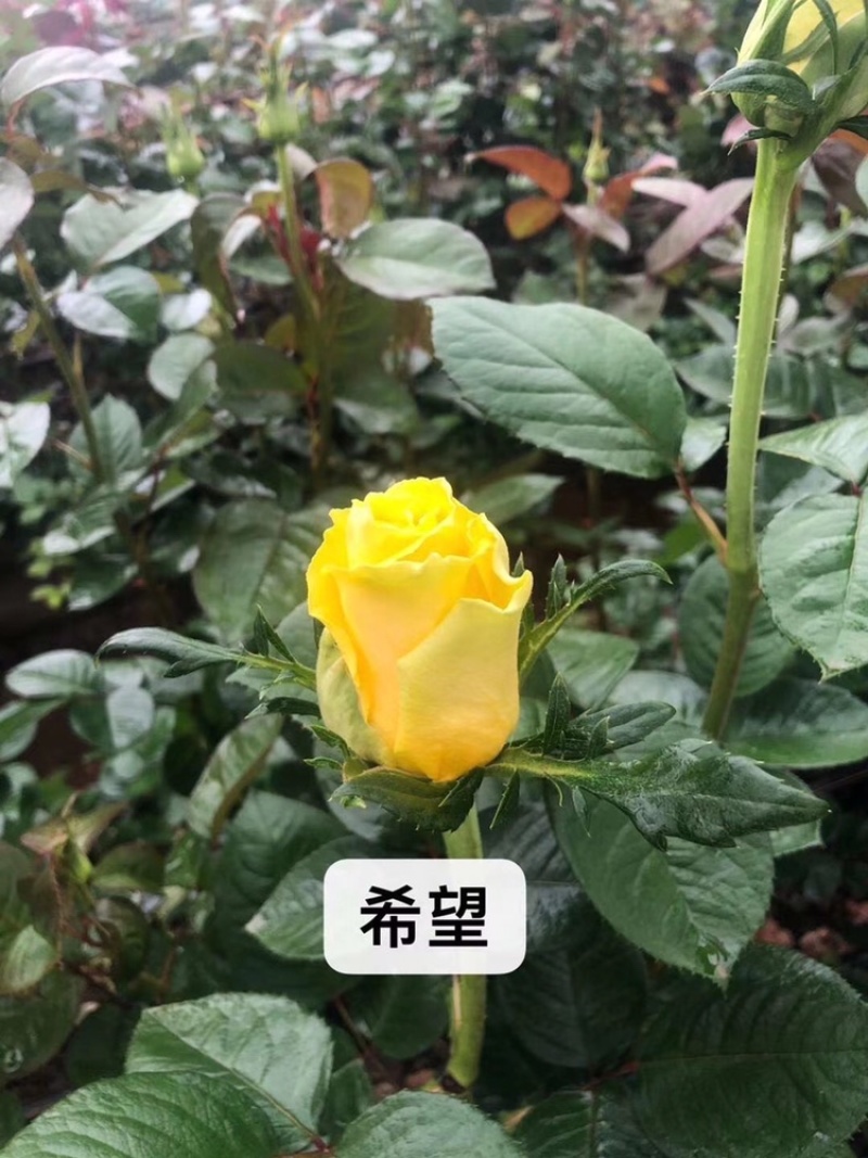 月季苗