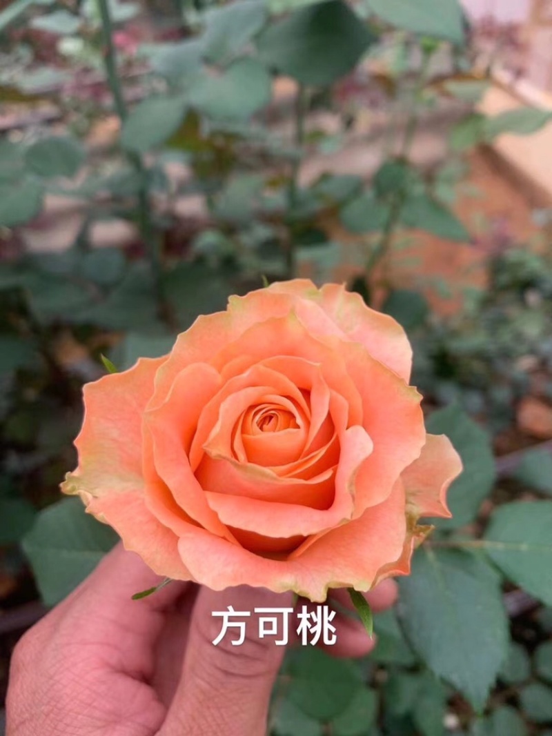 月季苗