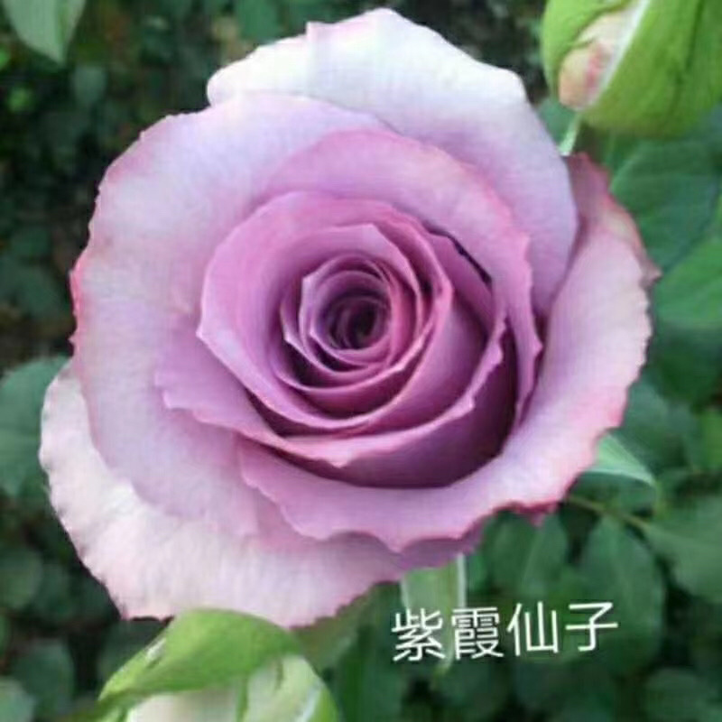 月季苗