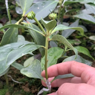 【顺丰包邮】大红八角嫁接苗，矮化嫁接苗一年苗两年苗
