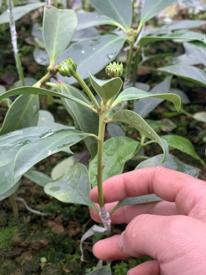 【顺丰包邮】大红八角嫁接苗，矮化嫁接苗一年苗两年苗
