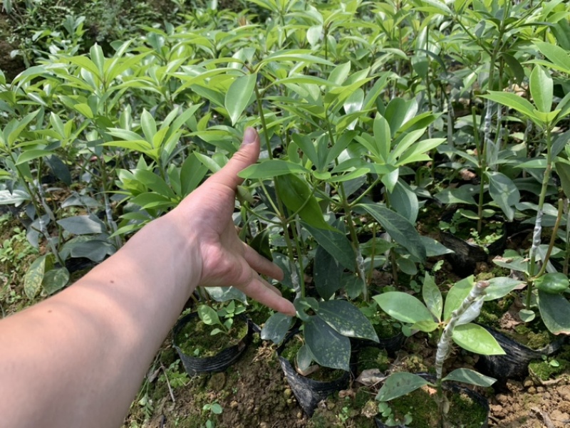 【顺丰包邮】大红八角嫁接苗，矮化嫁接苗一年苗两年苗