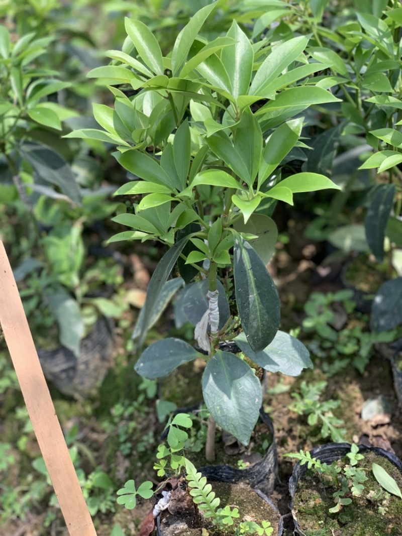 【顺丰包邮】大红八角嫁接苗，矮化嫁接苗一年苗两年苗