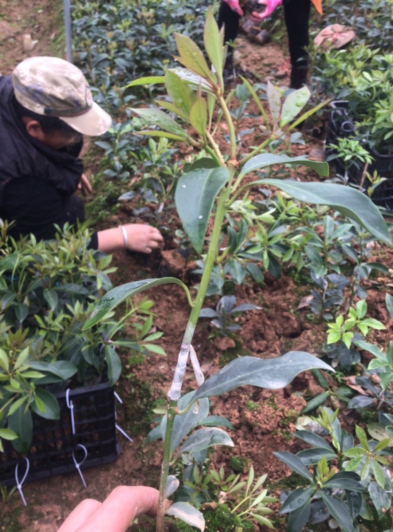 【顺丰包邮】大红八角嫁接苗，矮化嫁接苗一年苗两年苗