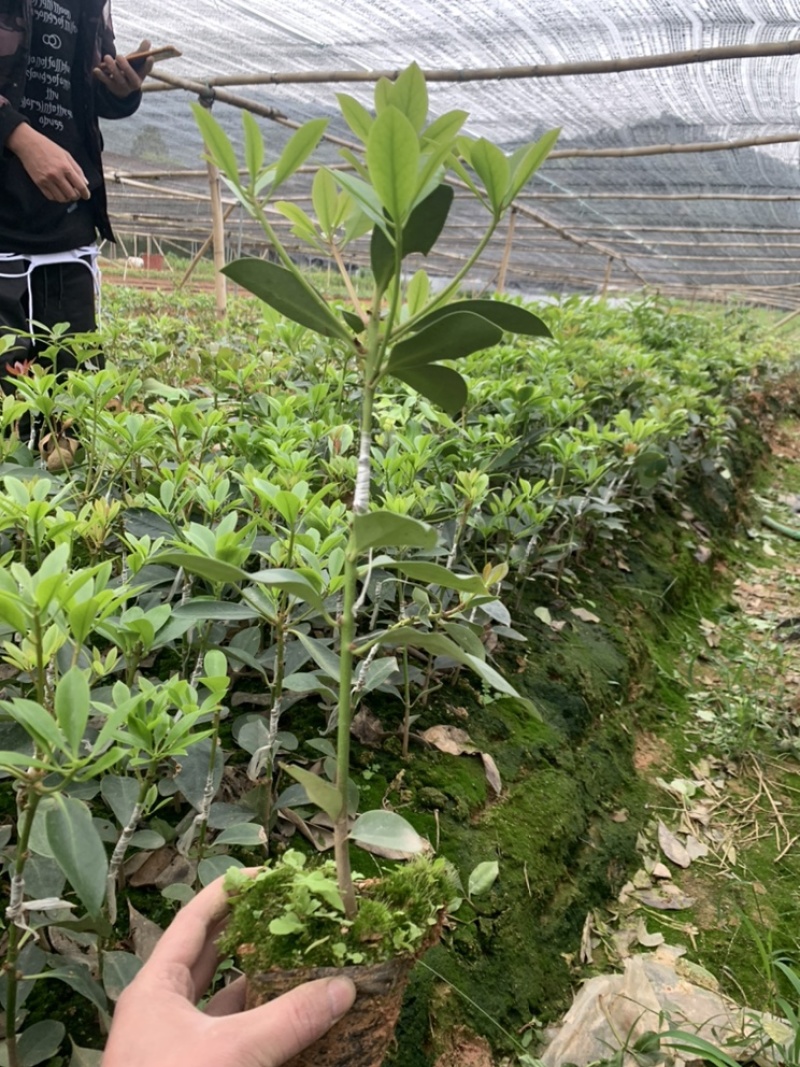 【顺丰包邮】大红八角嫁接苗，矮化嫁接苗一年苗两年苗