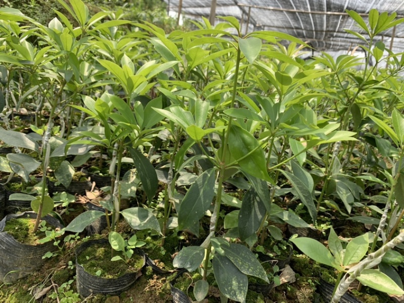 【顺丰包邮】大红八角嫁接苗，矮化嫁接苗一年苗两年苗
