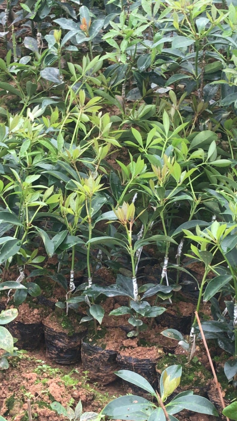 【顺丰包邮】大红八角嫁接苗，矮化嫁接苗一年苗两年苗
