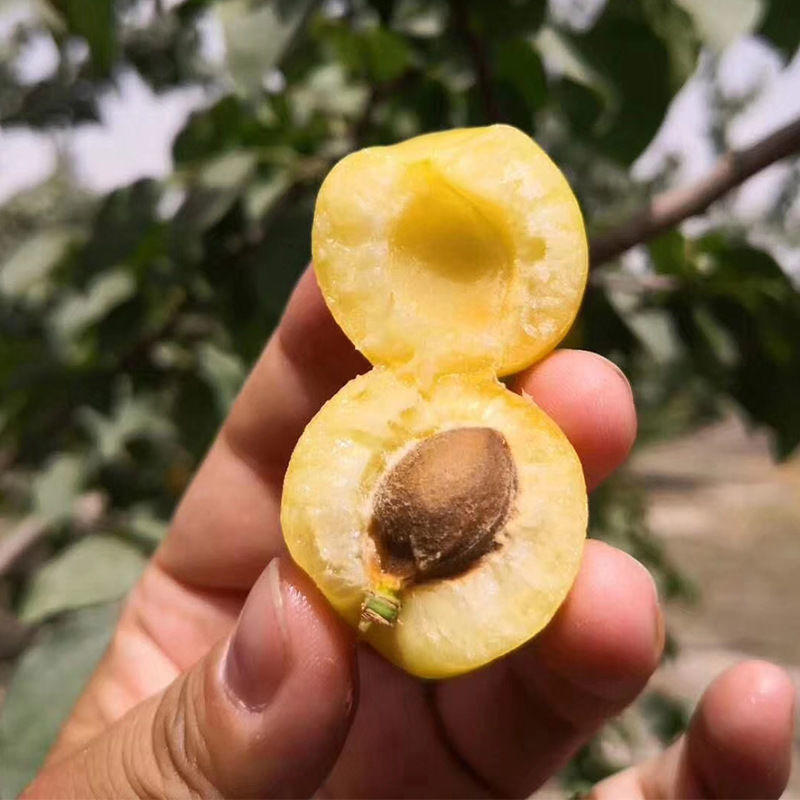新疆库尔勒轮台小白杏自有果园欢迎经销商来采购考察