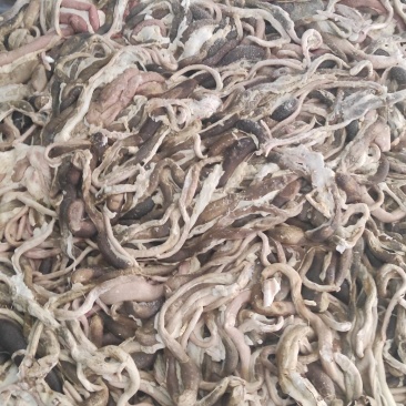 鸭黑肠，大厂货质量好价格优，常年为广大养鱼基地供货