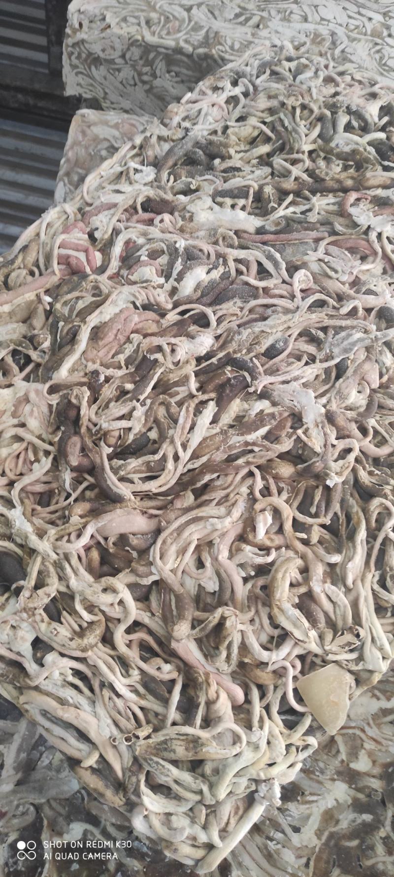 鸭黑肠，大厂货质量好价格优，常年为广大养鱼基地供货
