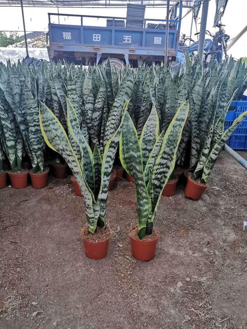 虎皮兰盆栽长脚办公室吸甲醛基地批发多种规格长期供应